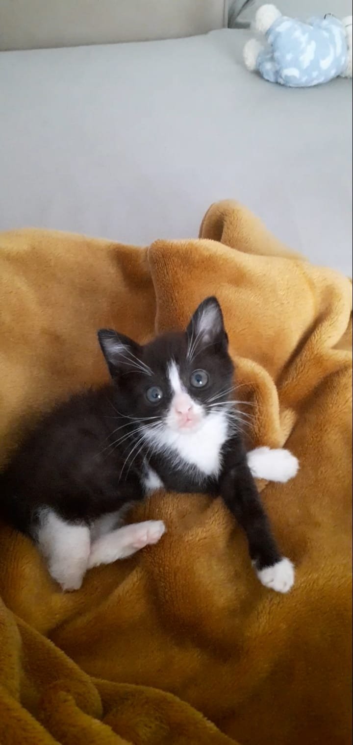 Prens - Sahiplenme İlanı