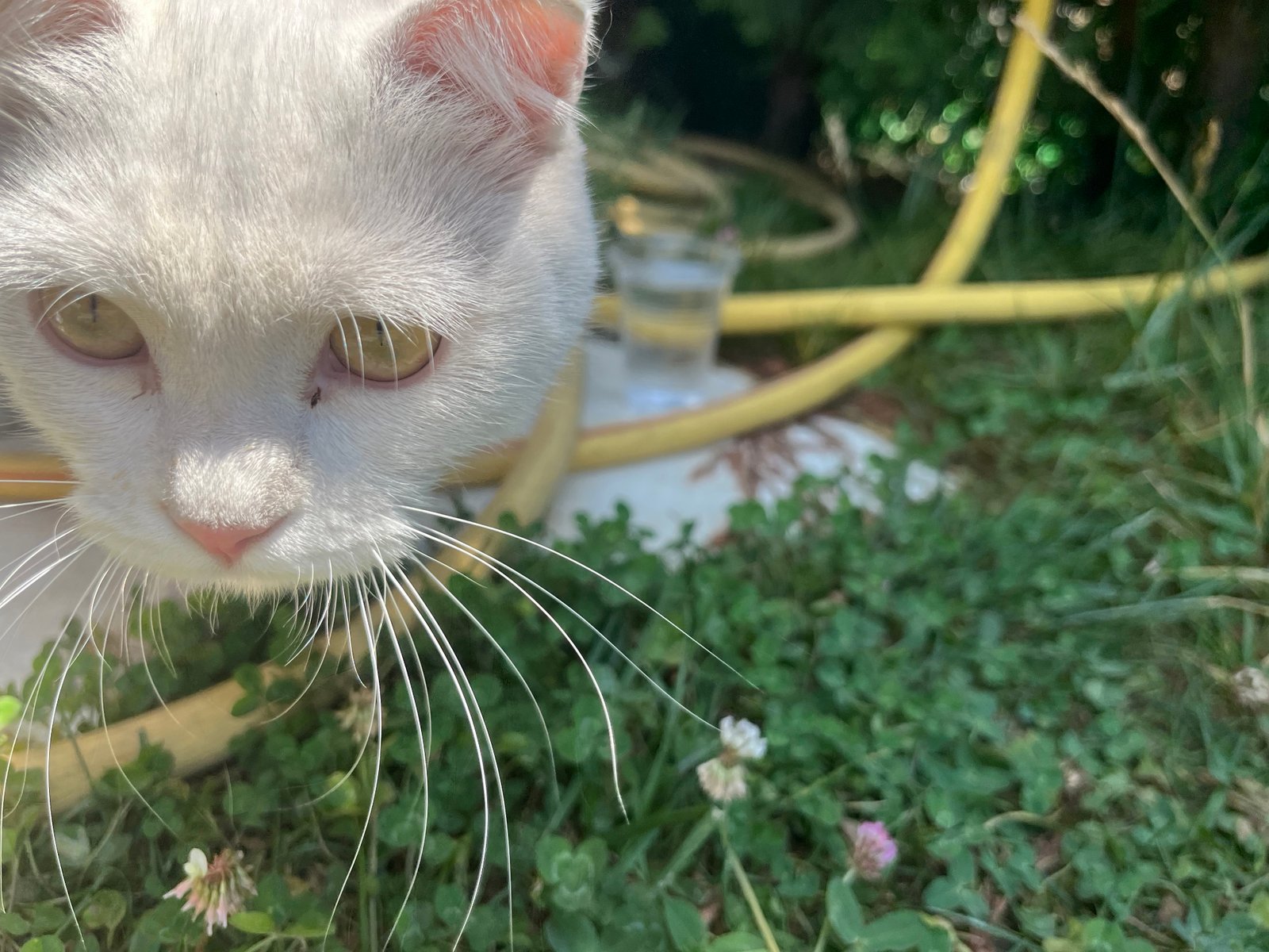 Scotish kırması - Sahiplenme İlanı