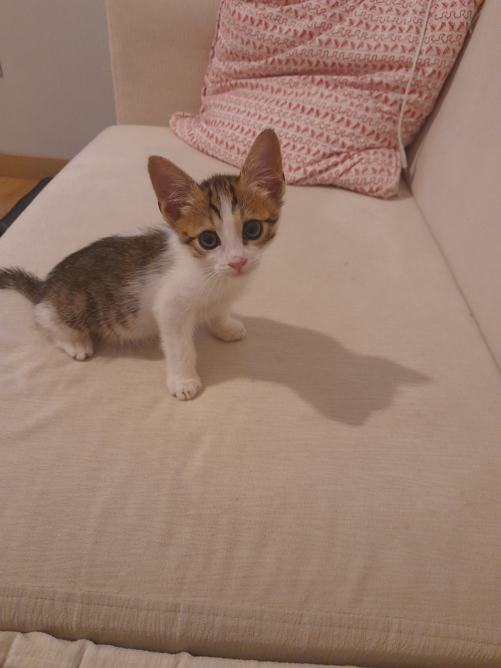 Prens - Sahiplenme İlanı