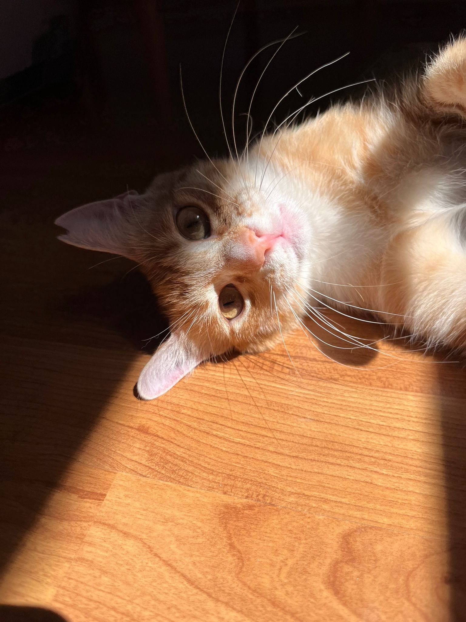 İnsan canlısı dişi sarm...