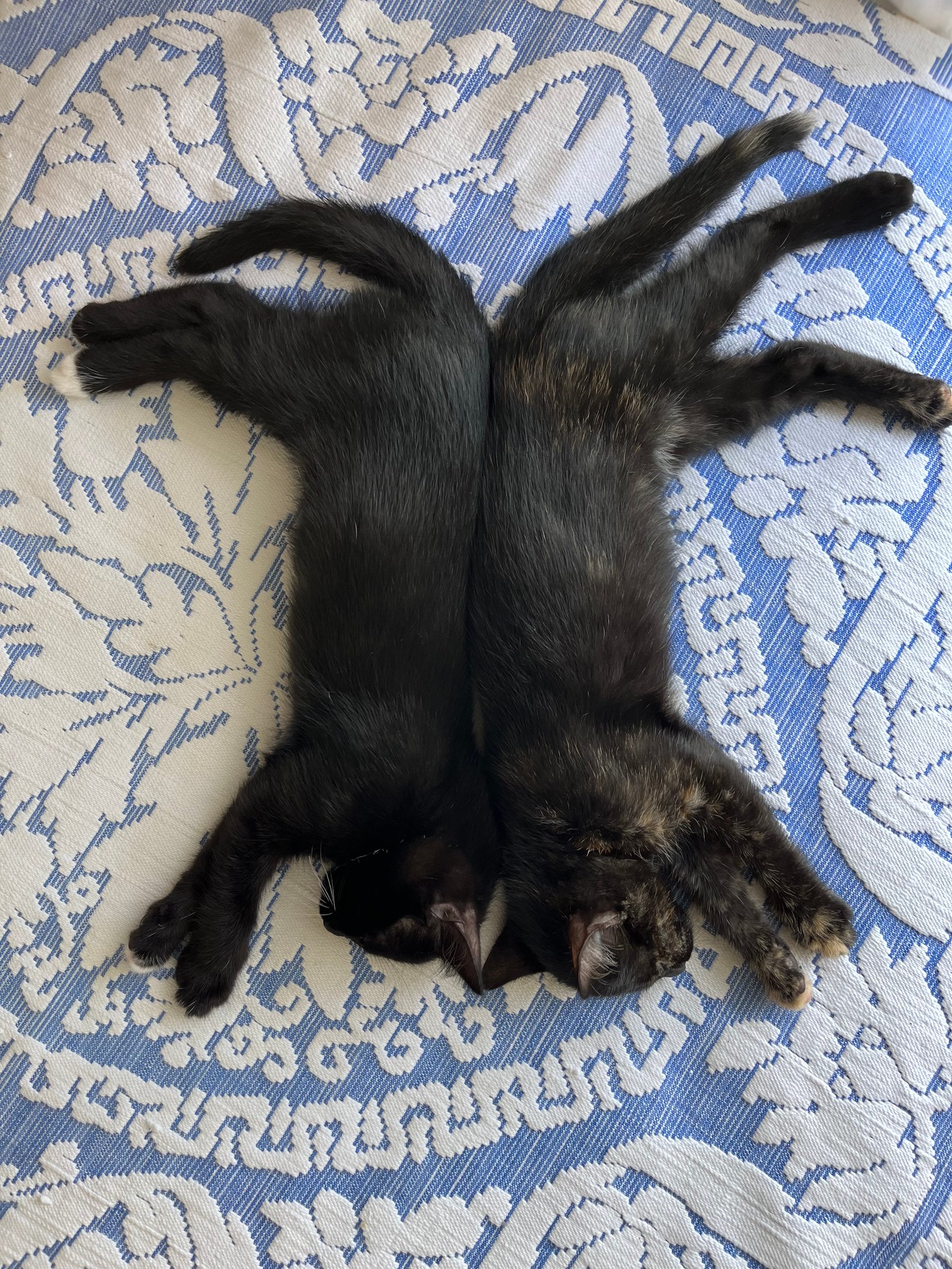 İki tane 3 aylık yavru ke...