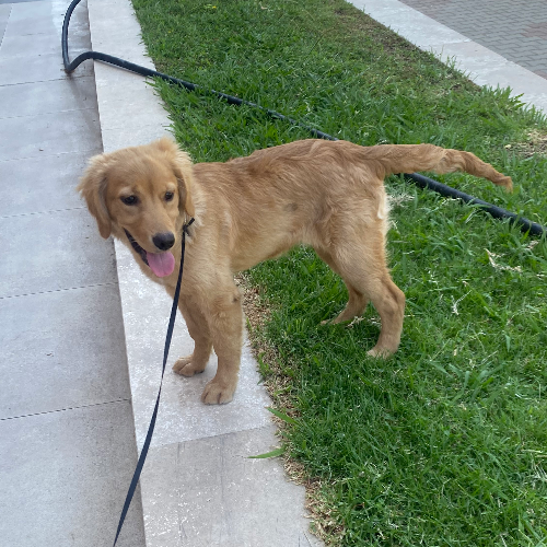 4 aylık golden için ömü...