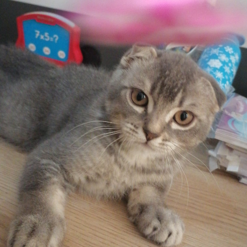 scottish yavru ücretsiz