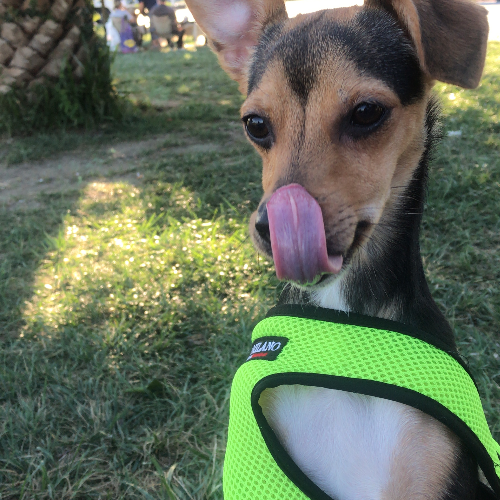 ACİL SAHİPLEMDİRME